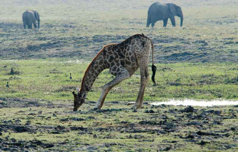 Jirafa - parque nacional de Chobe - Botswana 4.jpg